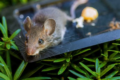 The Dangers Of Using Poison Traps Outside Your Home - Mice Mob ...