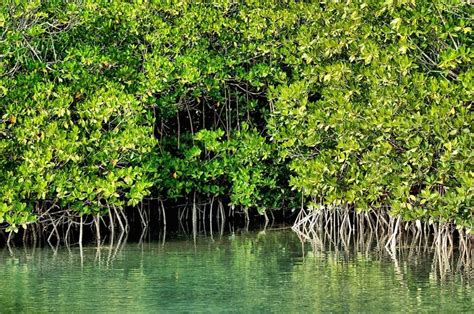 Mangroves: The Ecosystem | Mangrove, Ecosystems, Mangrove forest