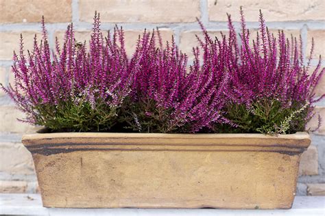 Coltivare Il Brugo O Calluna Guida Pratica E Completa Orto E Giardino