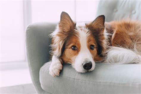 Why Is My Border Collie So Afraid Of People Possible Causes