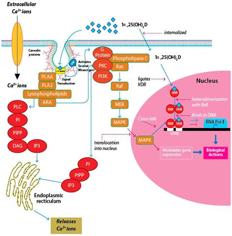 Ijms Free Full Text A Narrative Role Of Vitamin D And Its Receptor With Current Evidence On