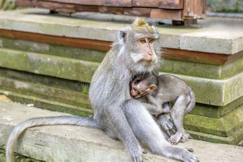 Monas Balinesas De Cola Larga Con Su Hijo Macaca Fascicularis En El