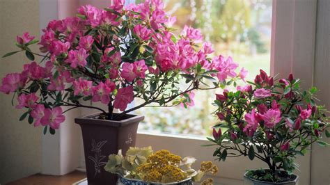 Azalea Plant Care Tips Varieties And Sizing From Bunnings