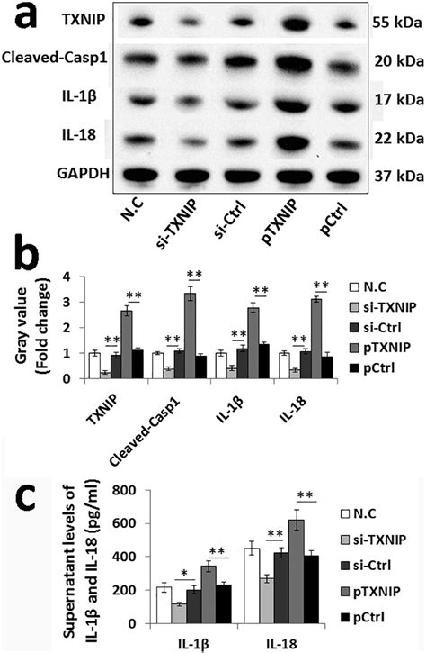 AMSC Derived Exosomes Alleviate Lipopolysaccharide D Galactosamine