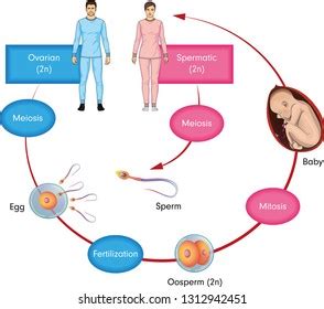 Human Reproduction Cycle