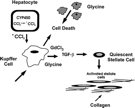 Attenuation Of Ccl4 Induced Hepatic Fibrosis By Gdcl3 Treatment Or