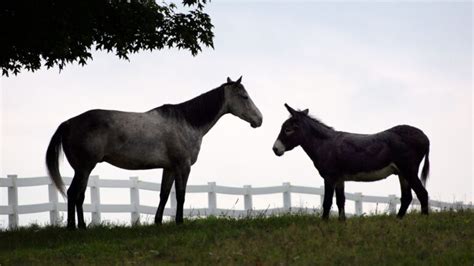 Horse-Donkey Breeding: Understanding And Producing Mules