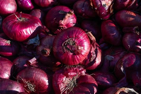 Fundo De Uma Pilha De Cebolas Cipolinas Roxas Foto De Stock Imagem De