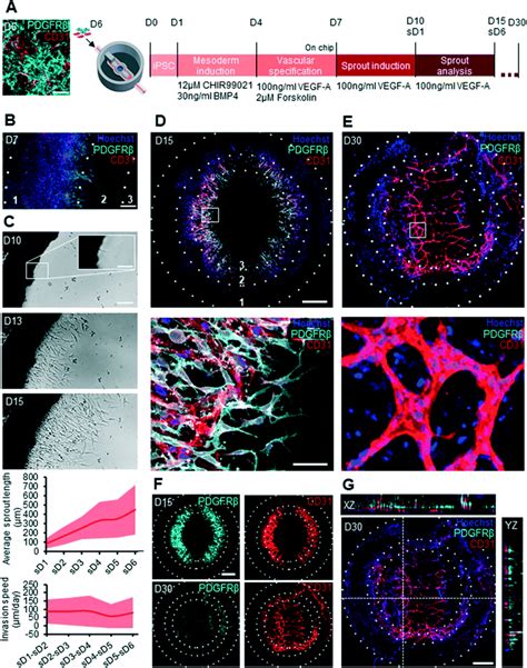 Engineering Neurovascular Organoids With 3d Printed Microfluidic Chips Lab On A Chip Rsc