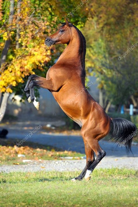 Images Of Horses Rearing At Getemelyblog Blog