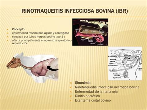 Rinotraqueitis Infecciosa Bovina Ibr Ppt