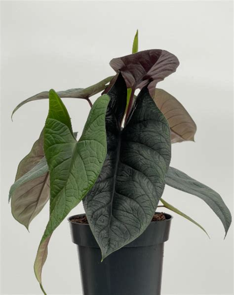 Alocasia Scalprum Plantae Orchids And Rare Plants