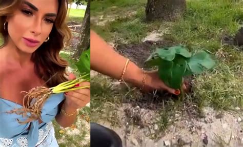 Nicole Bahls Fica Chocada Ao Descobrir Que Estava Cuidando De Planta De