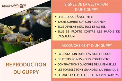 Taquineries Vous Irez Mieux Assaisonnement Guppy Prete A Mettre Bas