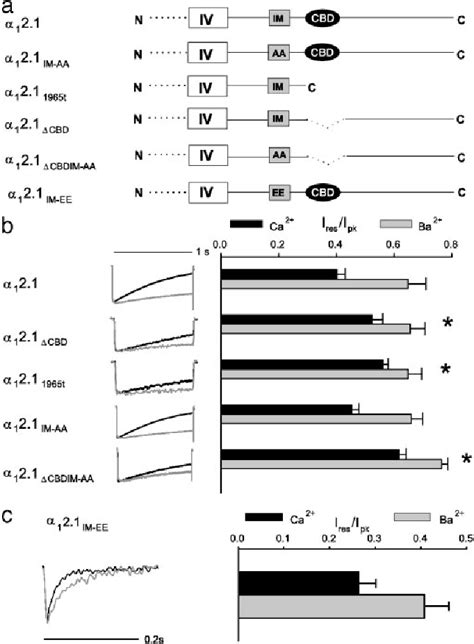 Figure 1 From Molecular Determinants Of Ca2 Calmodulin Dependent