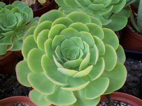 Aeonium Green Large Rosette Succulent Plant