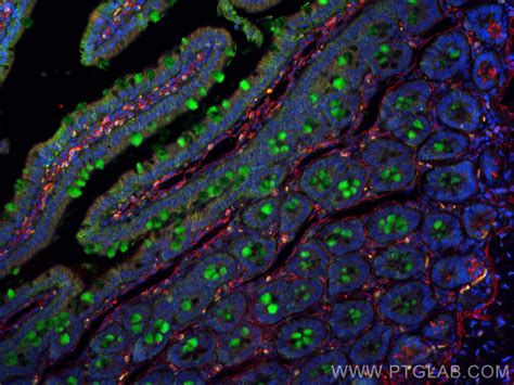 MUC2 Antibody 27675 1 AP Proteintech