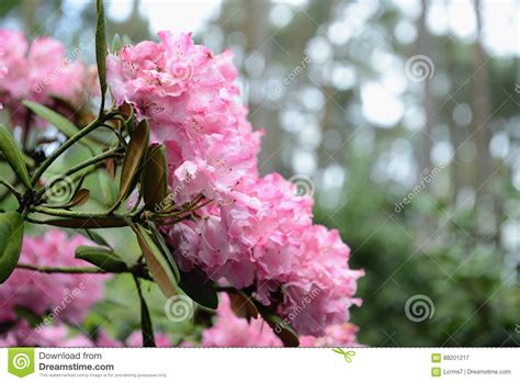 Flor Cor De Rosa Do Arbusto Do Rododendro Na Primavera Imagem De Stock