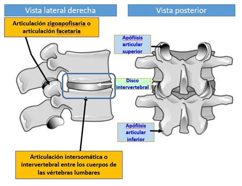 Articulaciones Entre V Rtebras Lumbares Dolopedia