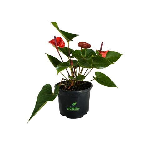 Anthurium Red - Greenday Nursery and Landscaping