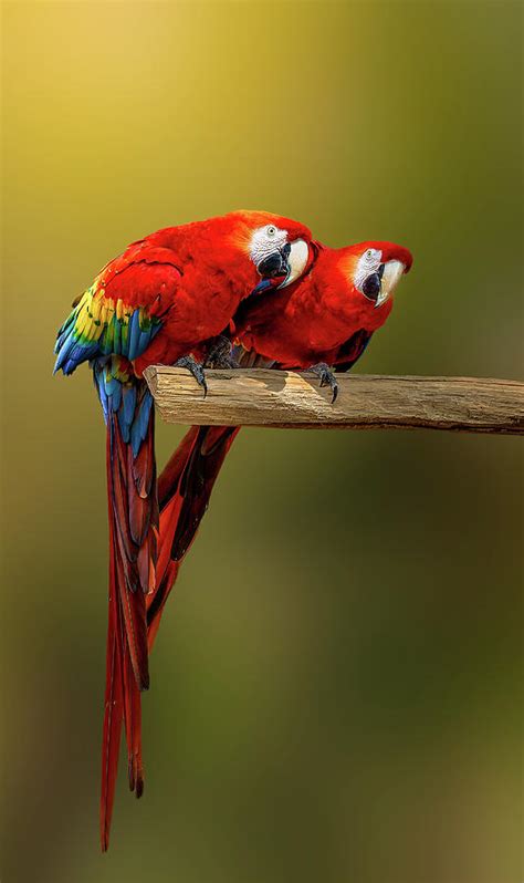 Brazilian Macaw - Wild Birds Photograph by Carol Pollice - Fine Art America