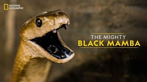 The Mighty Black Mamba Legends Of Venom हिन्दी National Geographic Youtube