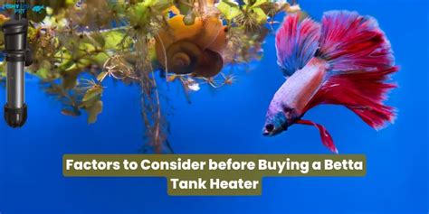 Top Best Betta Fish Tank Heaters To Choose From