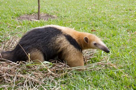 Animals World: wallpaers of animal northern tamandua collection