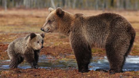 Wallpaper Brown bears, cub, water 1920x1200 Picture, Image