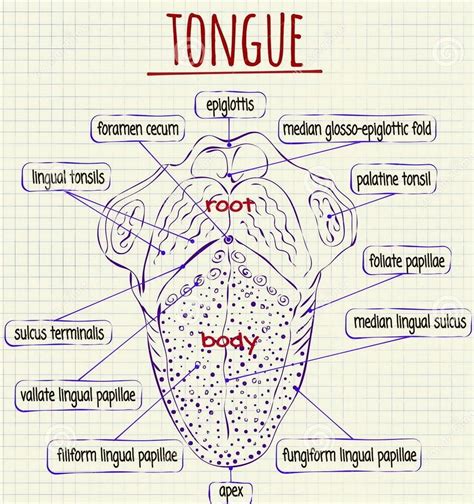 tongue anatomy Archives - Graph Diagram