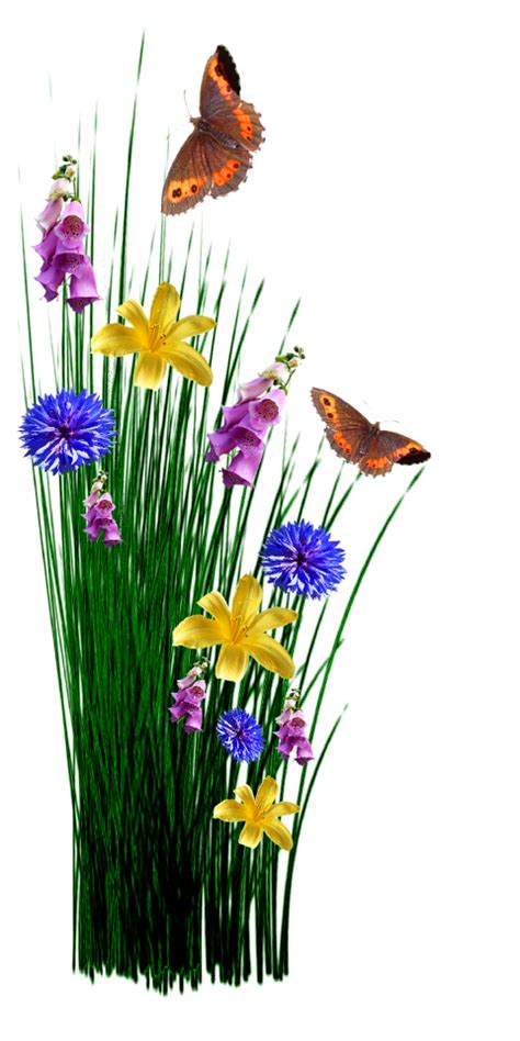 Meadow Plant Garden Free Transparent Png Images On Creazilla