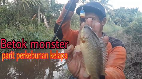 Parit Ini Kering Ikan Betok Nya Besar Semua Ngumpul Di Parit Kecil