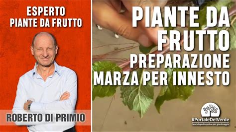 Come Si Prepara La Marza Per Innesto Video Pratico YouTube