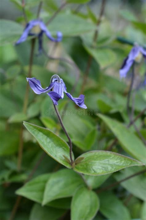 Clematis Hendersonii Stock Image Image Of Clematis 154778285