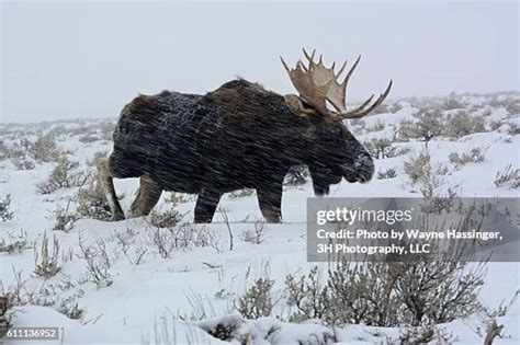 42 Bull Moose Fighting Stock Photos, High-Res Pictures, and Images - Getty Images