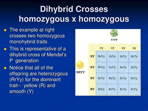 PPT - Genetic Crosses PowerPoint Presentation, free download - ID:2225630