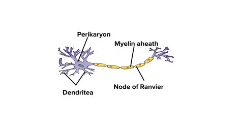 Draw A Well Labelled Diagram Of A Neuron Showing The Following Parts