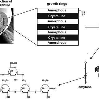 Schematic representation of the structure of a starch granule, with ...