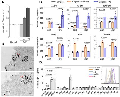 Figure From Macropinocytosis As A Cell Entry Route For Peptide