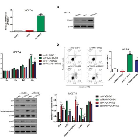 Trim Mediated The Ubiquitination Of Pten In Human Molt Cells A