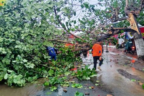 Hujan Deras Disertai Angin Kencang Kembali Melanda Jember Antara News