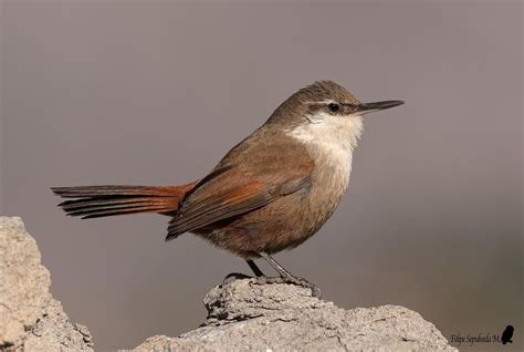 Aves endémicas de Chile y dónde fotografiarlas