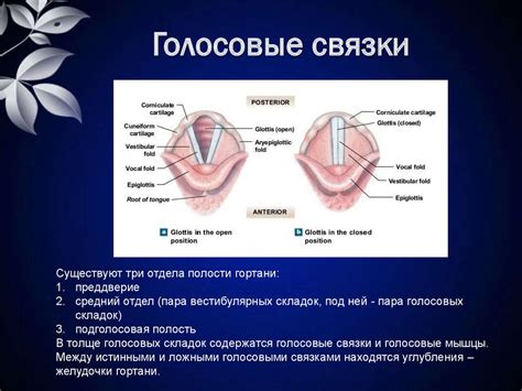 Гортань. Характеристика гортани - презентация онлайн