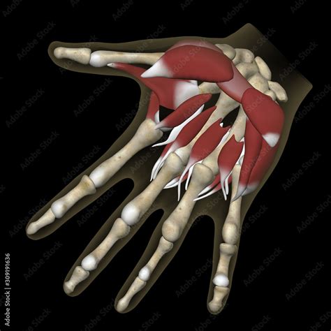 Anatomy Of Human Hand Showing Muscles Joints And Bones Black Background