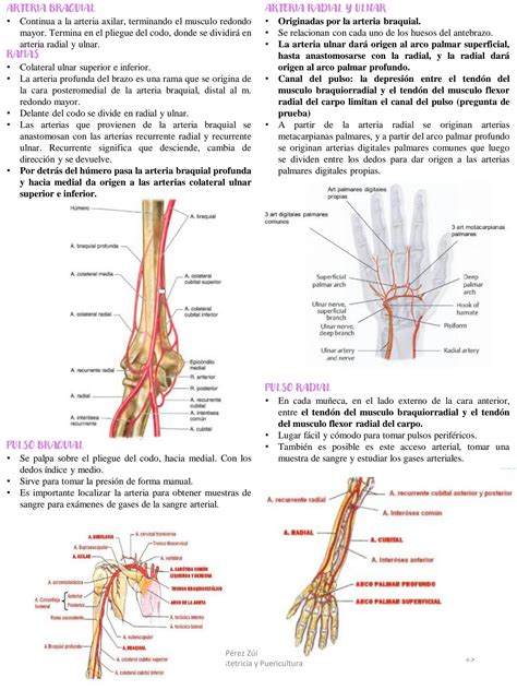 SOLUTION Irrigación arterial y retorno venoso de miembro superior e