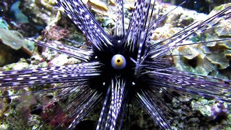 Sea Urchin Eye Inflating And Deflating Youtube