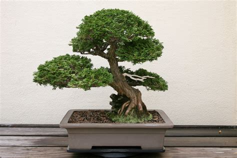 Hinoki Cypress Bonsai Tree Care Guide Chamaecyparis Obtusa Bonsai Tree Gardener