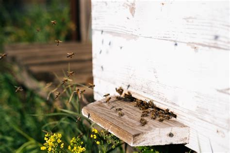 Primer Enjambre De Abejas Mel Feras Que Transportan Polen A La Colmena