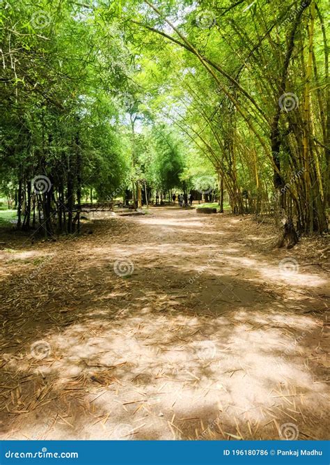 Bamboo Forest in Kaveri Nisargadhama Coorg, Karnataka Stock Photo ...