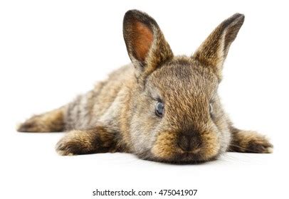 Isolated Image Brown Bunny Rabbit Stock Photo Shutterstock